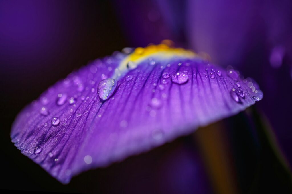 Greeting card or web design with purple iris petals with drops